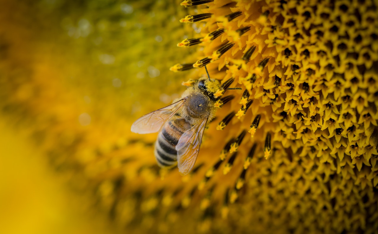 pollen allergen