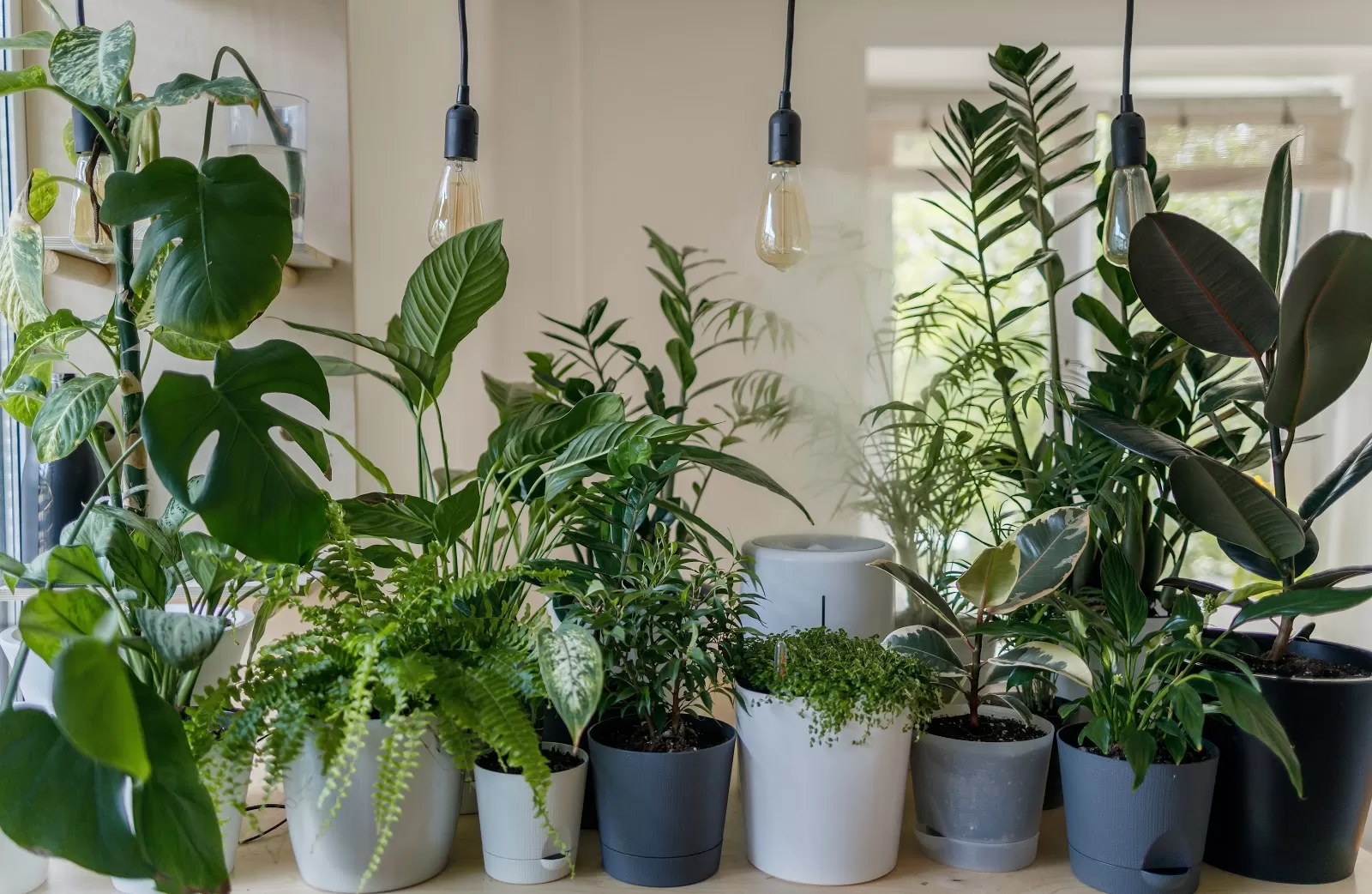 Plants in an air conditioned room