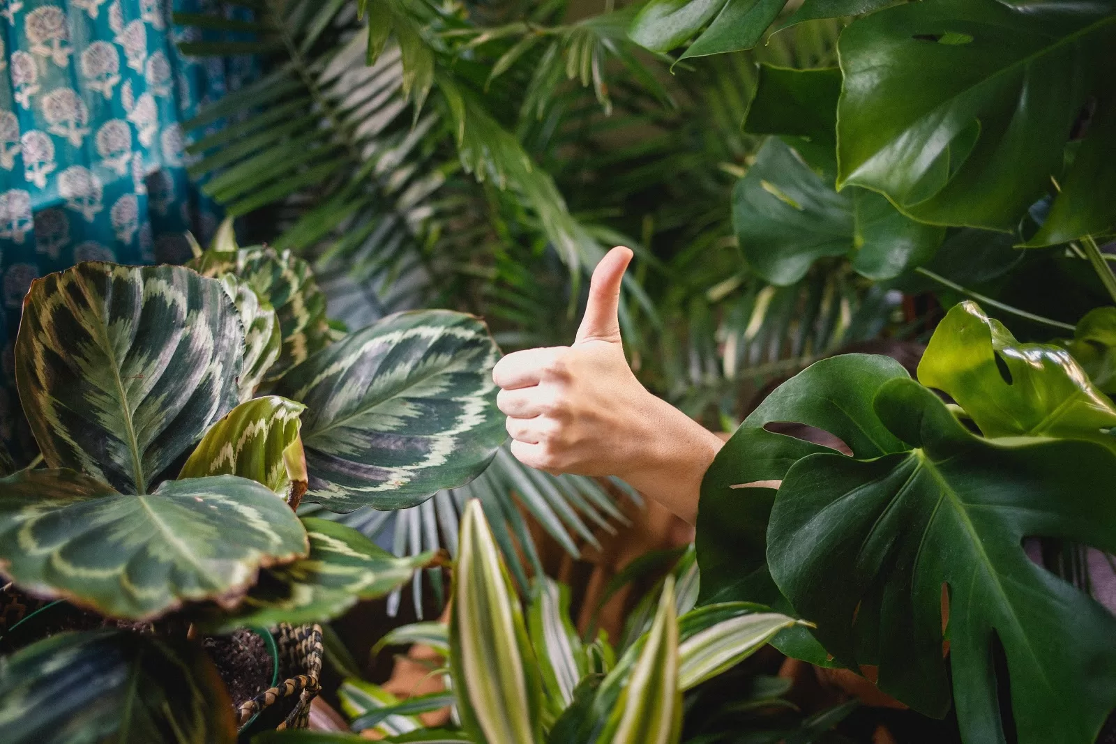 Thumbs up amongst plants in air conditioning